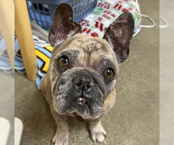 Medium Photo #1 French Bulldog Puppy For Sale in Rohnert Park, CA, USA