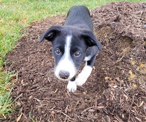 Border Collie Puppy for sale in HOLLY SPRINGS, NC, USA
