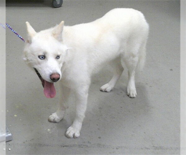 Medium Photo #1 Siberian Husky Puppy For Sale in Sanford, FL, USA