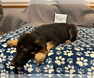 German Shepherd Dog Puppy for Sale in LOGAN, Ohio USA