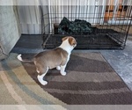 Small #8 American Bully-Border Collie Mix