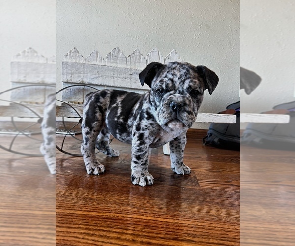 Medium Photo #2 Olde English Bulldogge Puppy For Sale in MOUNT VERNON, MO, USA