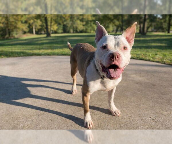 Medium Photo #2 Staffordshire Bull Terrier Puppy For Sale in Ocala, FL, USA