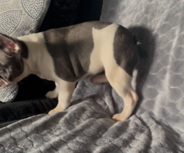 Medium Photo #4 French Bulldog Puppy For Sale in ANTIOCH, CA, USA