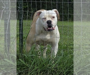 Mother of the American Bulldog puppies born on 11/26/2025
