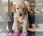 Small Photo #3 Golden Retriever Puppy For Sale in LA PINE, OR, USA