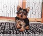 Small Photo #1 Yorkshire Terrier Puppy For Sale in NAPLES, FL, USA