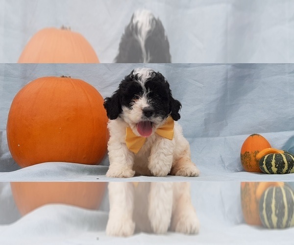 Medium Photo #1 Bernedoodle Puppy For Sale in LANCASTER, PA, USA