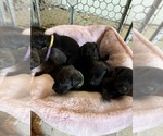 Small Photo #34 Cane Corso Puppy For Sale in LIVERMORE, CA, USA