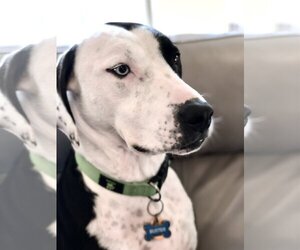 Dalmatian-Labrador Retriever Mix Dogs for adoption in McKinney, TX, USA