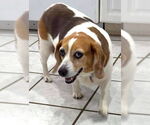 Small #7 Beagle