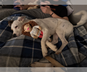 Zoe AKA Dottie - Female Bogle Dog for Adoption - Photo #7