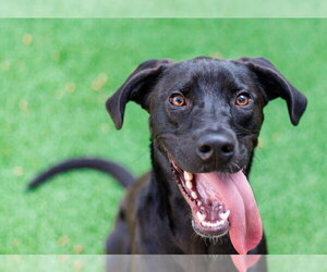 Labrador Retriever-Unknown Mix Dogs for adoption in Canton, CT, USA