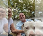 Small #16 American Pit Bull Terrier Mix