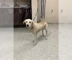 Labrador Retriever-Unknown Mix Dogs for adoption in Conroe, TX, USA