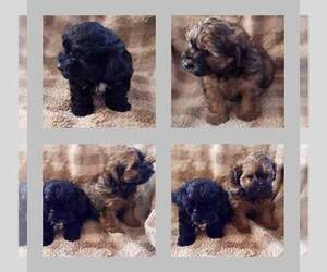 -Poodle (Toy) Mix Puppy for sale in EDGEMOOR, SC, USA