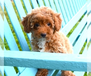 Poodle (Toy)-Yorkshire Terrier Mix Puppy for sale in BARNESVILLE, KS, USA