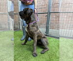 Small #7 Mastiff