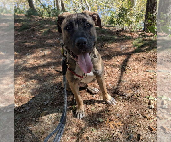 Medium Photo #11 Mastiff-Unknown Mix Puppy For Sale in Boston, MA, USA