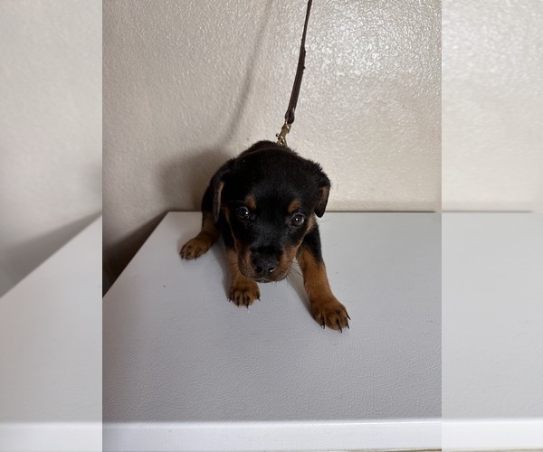 Medium Photo #5 Rottweiler Puppy For Sale in PLEASANTON, CA, USA