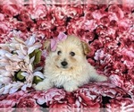 Small Photo #3 Pom-A-Poo Puppy For Sale in LINCOLN UNIVERSITY, PA, USA