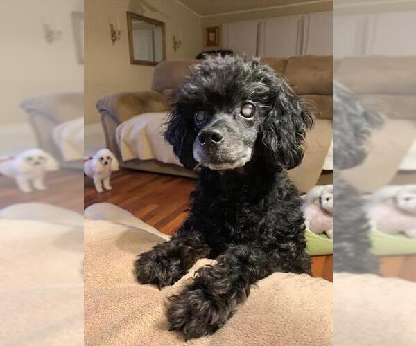 Medium Photo #9 Poodle (Miniature) Puppy For Sale in Pacolet, SC, USA