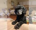 Small #8 Poodle (Miniature)