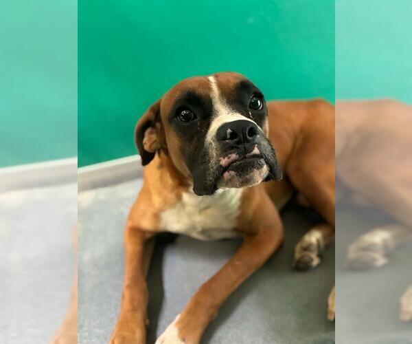 Medium Photo #1 Boxer-Unknown Mix Puppy For Sale in Visalia, CA, USA