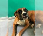 Small Boxer Mix