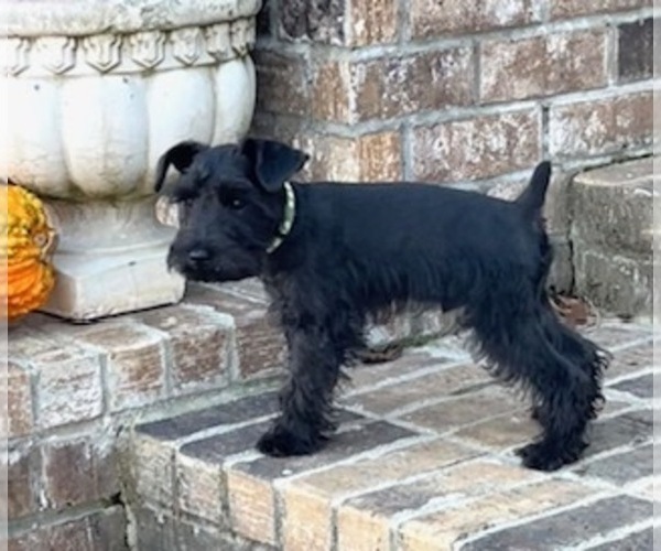 Medium Photo #6 Schnauzer (Miniature) Puppy For Sale in SOMERVILLE, AL, USA