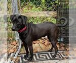 Small Colonial Cocker Spaniel-Labrador Retriever Mix