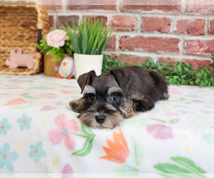 Schnauzer (Miniature) Puppy for sale in SYRACUSE, IN, USA