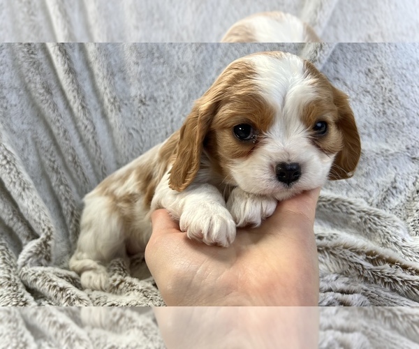 Medium Photo #3 Cavalier King Charles Spaniel Puppy For Sale in COLORADO SPRINGS, CO, USA