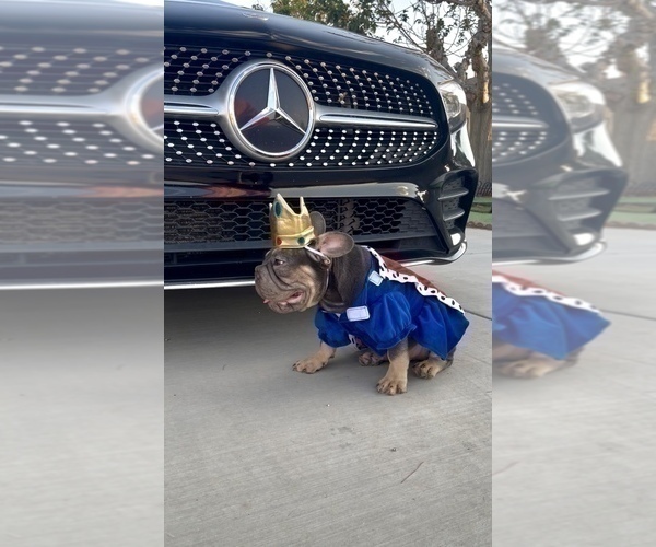 Medium Photo #23 French Bulldog Puppy For Sale in CHARLOTTESVILLE, VA, USA