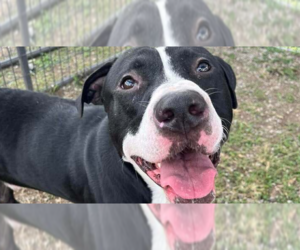 Mutt Dogs for adoption in Abbeville, LA, USA