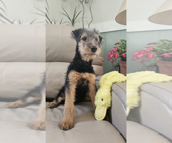 Medium Photo #3 Airedale Terrier Puppy For Sale in SAGINAW, MI, USA