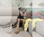 Small #2 Airedale Terrier