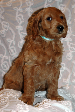 Medium Photo #8 Goldendoodle Puppy For Sale in GEORGETOWN, IN, USA