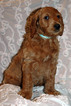 Small Photo #8 Goldendoodle Puppy For Sale in GEORGETOWN, IN, USA