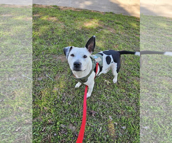 Medium Photo #10 Mutt Puppy For Sale in Shreveport, LA, USA