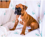 Small Photo #9 Boxer Puppy For Sale in WAKARUSA, IN, USA