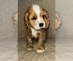 Puppy Red Cocker Spaniel