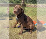 Small Photo #3 Labrador Retriever-Unknown Mix Puppy For Sale in Tarrytown, GA, USA