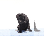 Small #3 Cane Corso