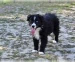 Puppy Dottie Australian Shepherd