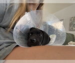 Small #4 Labrador Retriever Mix