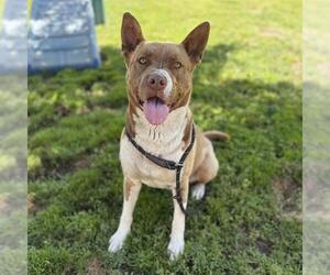 Mutt Dogs for adoption in Modesto, CA, USA