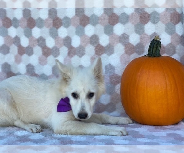 Medium Photo #3 American Eskimo Dog Puppy For Sale in LANCASTER, PA, USA