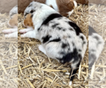 Puppy Pixie Australian Shepherd