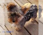 Small #2 Yorkshire Terrier